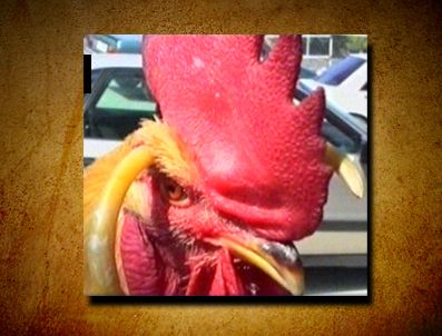 DEKOLTE - YÖK'ün erken öten horozu hukuk öğrencisine emanet