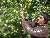 Elma rekoltesini artıran Isparta, piyasa payını yüzde 40‘a çıkaracak