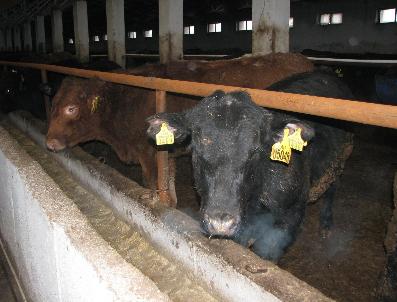 Avustralya’dan ithal ettiği 250 angusta hastalık olduğunu iddia ediyor