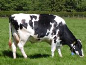 Avustralya'dan gelen anguslar hasta çıktı!