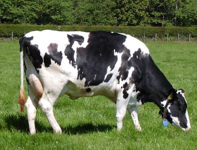 Avustralya'dan gelen anguslar hasta çıktı!