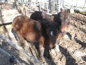 Hayvanat bahçesinden çalınıp kesilen midilli atları emekli paşa hediye etmiş