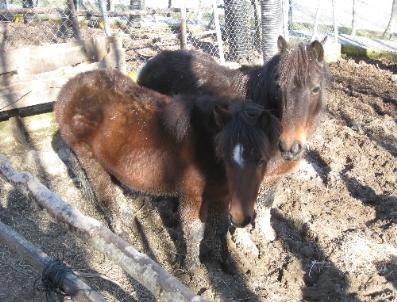 RASIM BETIR - Hayvanat bahçesinden çalınıp kesilen midilli atları emekli paşa hediye etmiş