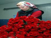 Sevgililer Günü‘nde 40 milyon dal çiçek ihracatı yüz güldürecek