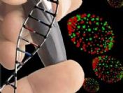 7 bin 500 kök hücre gönüllüsü aranıyor