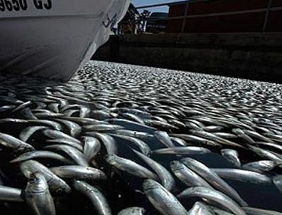 MARYLAND - Dünyanın dört bir yanına balık ölümleri