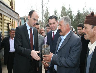 Dargeçit’Te Çiftçilere 5 Bin 500 Fidan Dağıtıldı