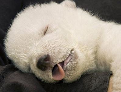 KLAUS WOWEREIT - Ünlü Kutup Ayısı ''Knut'' Öldü