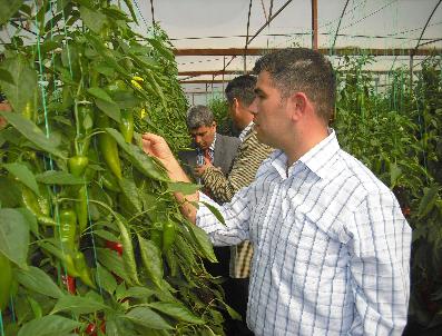 BEYMELEK - Demre‘deki Seralarda Biyolojik Mücadele Dönemi Başladı