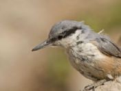 Kuş cennetini cehenneme çevirdiler