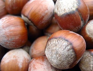 TARıM VE KÖYIŞLERI BAKANLıĞı - Türkiye fındık'ta liderliği bırakmıyor