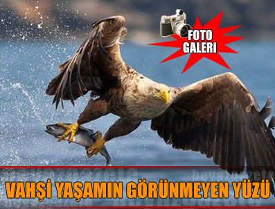 Dünyanın dört bir yanında çekilen en iyi 100 kuş fotoğrafı