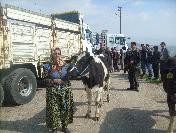 Gördes’Te 56 Baş Damızlık Düve Dağıtıldı