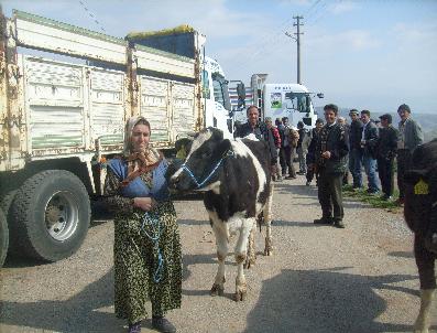 Gördes’Te 56 Baş Damızlık Düve Dağıtıldı