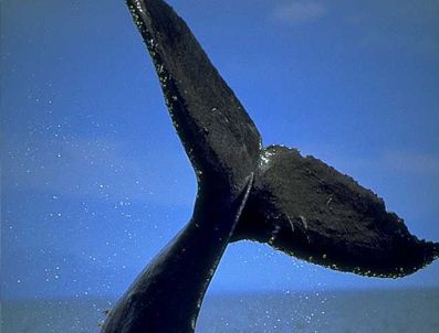 Balian kurtarma operasyonu