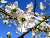 Diplomalı bahçivanlar hazır