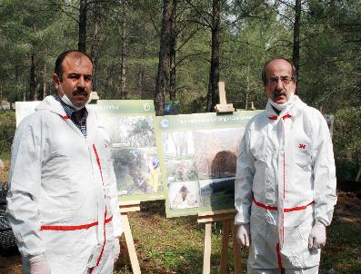 Çam Kese Böceği Ormanlara Yangınlardan 5 Kat Daha Fazla Zarar Veriyor