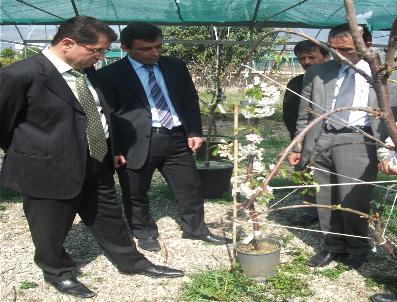 TURGUT MUSLUOĞLU - ‘Mobil Meyvecilik’ Projesi İle Erken Meyve Alınacak