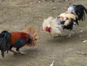 Kahramanmaraş'ta horoz dövüşü