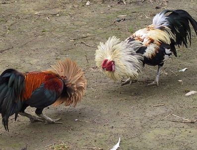 Kahramanmaraş'ta horoz dövüşü