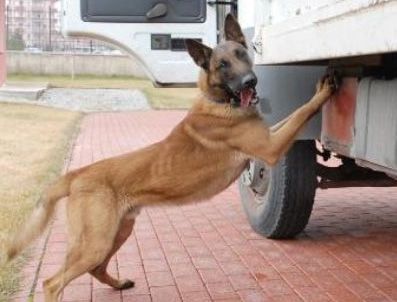 ZEUS - Uyuşturucu kuryelerini 'Zeus' yakalıyor