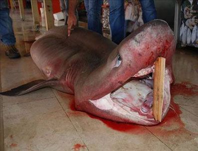 Mersin'de dev köpek balığı yakalandı