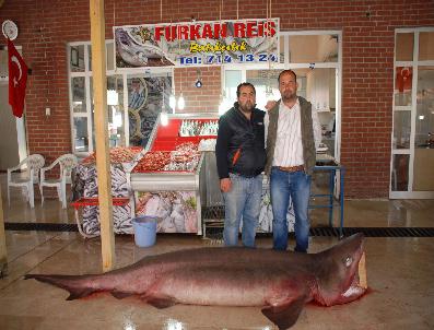 Silifke‘de Dev Köpek Balığı Yakalandı
