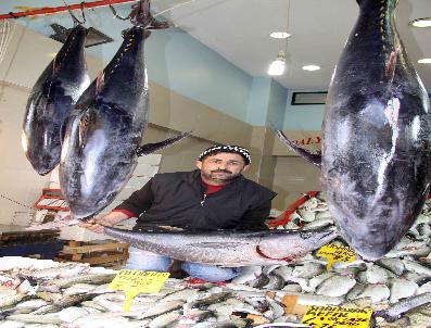 Karadeniz’De Orkinos Balığı Bolluğu Yaşanıyor