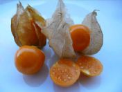 Altın çilek piyasada 60, üniversitede 20 lira