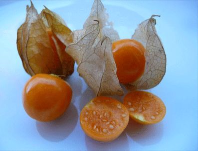 Altın çilek piyasada 60, üniversitede 20 lira