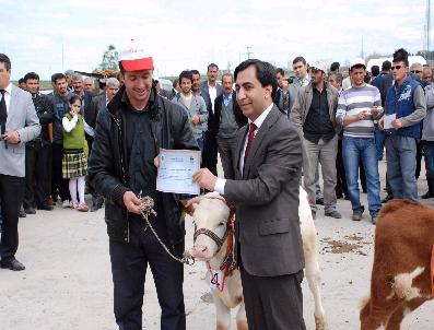 ÇUKOBIRLIK - Diyarbakır En Güzel Buzağısını Seçti
