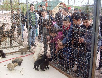 VELI KORKMAZ - Öğrenciler Sokak Hayvanlarına Yardım Eli Uzattı