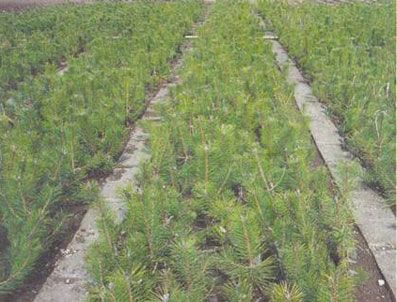 Hastane bahçesinde çam hırsızlığı