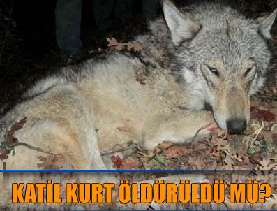Simav'da avcılar Çulhalar Köyü'ne 50 km uzaklıkta kurt vurdular