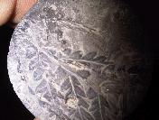 320 Milyon Yıllık Olduğu İddia Edilen Bitki Fosili Bulundu