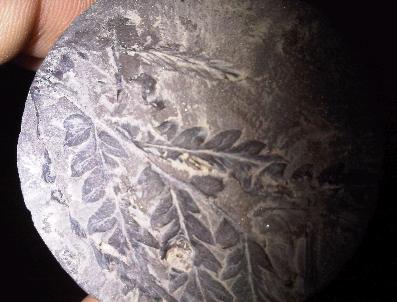 320 Milyon Yıllık Olduğu İddia Edilen Bitki Fosili Bulundu