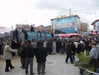 Bolvadin‘de 5 Bin Çam Fidanı Dağıtıldı