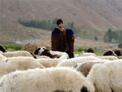 Bu köy aylık bin 500 lira maaş, lojman ve üç öğün yemek imkanı ile çoban arıyor