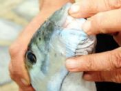 Bu kadar büyüğü ilk kez yakalandı