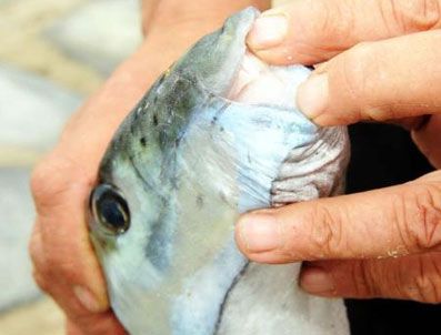 Bu kadar büyüğü ilk kez yakalandı