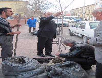 FARUK KÖKSOY - Ardahan Kent Merkezine Yirmi Türden Beşyüz Fidan Dikilecek