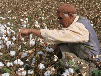 Pamuk fiyatlarında ki düşüş çiftçiyi kaygılandırıyor