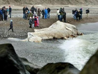 Vatandaşlar sahile akın etti