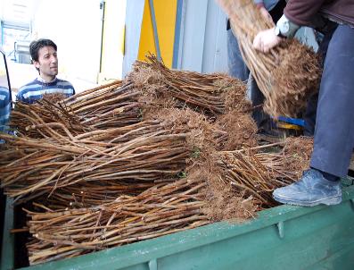 YAKUPLAR - Ahududu, Üreticisinin Kraliçesi Olacak