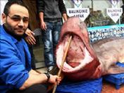 Denizden dev çıktı