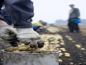 Rusya 514 Ton Patatesi Türkiye’Ye Geri Gönderdi