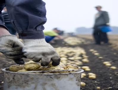 Rusya 514 Ton Patatesi Türkiye’Ye Geri Gönderdi