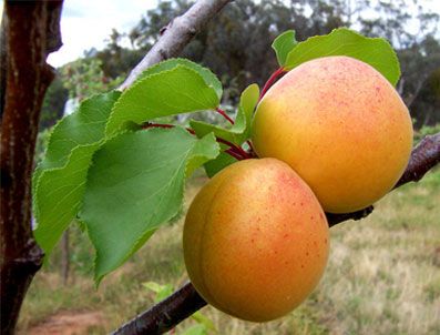Kayısının mucizevi etkisi