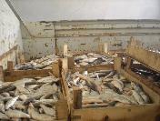 Kaçak Olarak Avlanan 650 Kilo Balığa El Konuldu