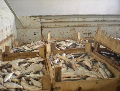 Kaçak Olarak Avlanan 650 Kilo Balığa El Konuldu